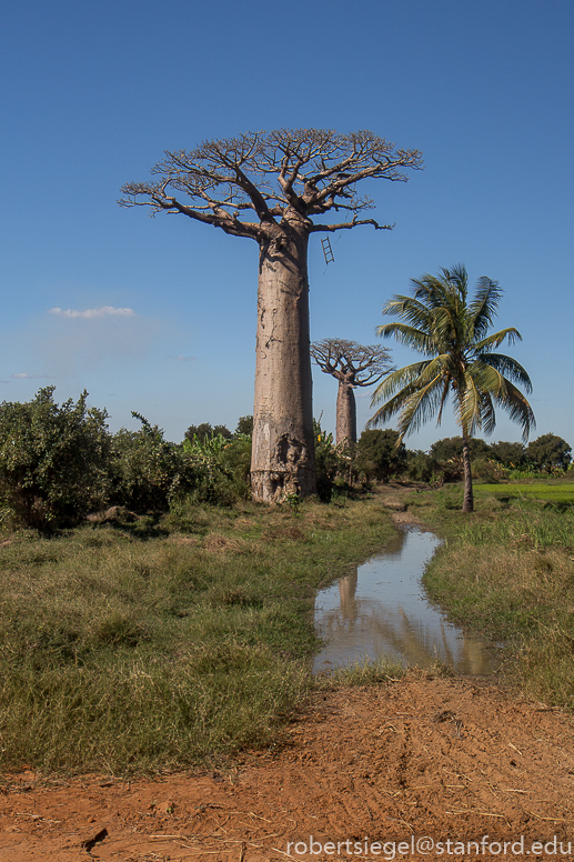 Baobabs and palm